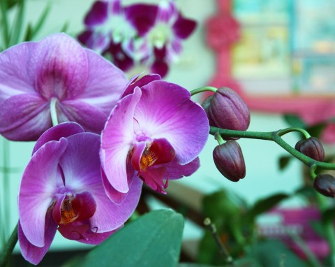 Zalewasz wodą i czekasz 6 godzin. Mikstura do podlewania storczyków, która pobudza do wzrostu i kwitnienia