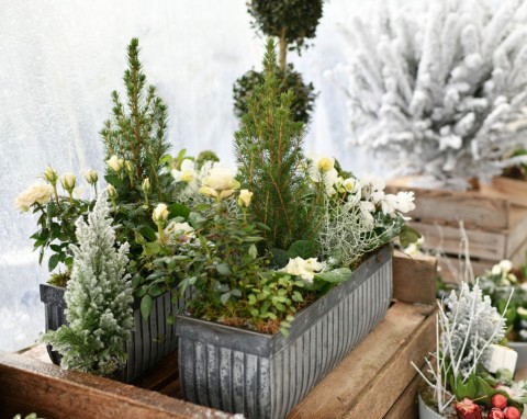Zimowe kompozycje kwiatów w pojemnikach. Odporne dekoracje na mroźne miesiące