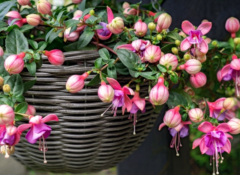 jak przezimować fuksje