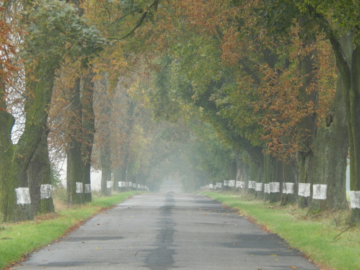 Leśne klimaty, JESIEŃ ARTYSTKA