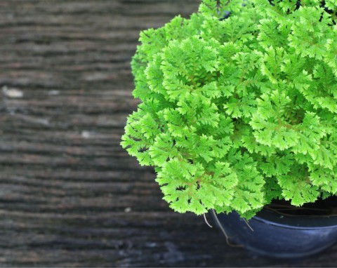 Widliczka apoda (Selaginella apoda)