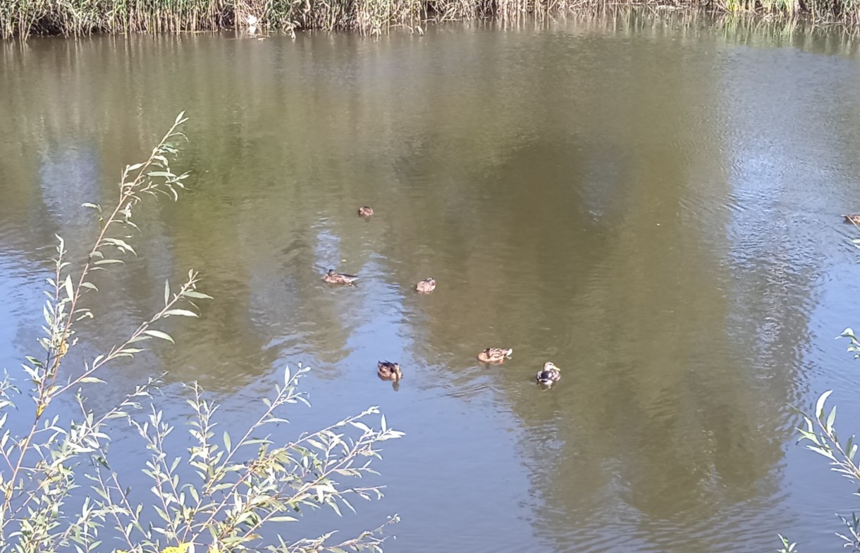 Pozostałe, FAUNA  PEŁNA UROKU