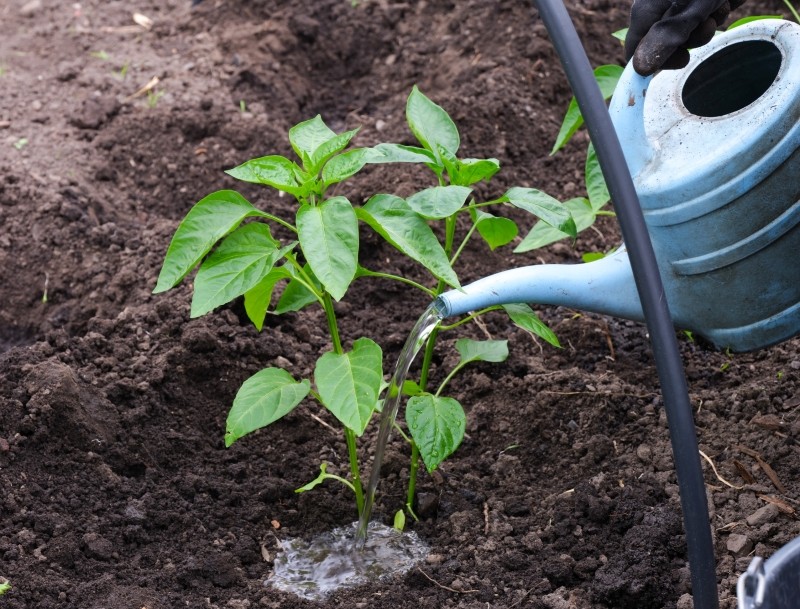 pielęgnacja papryki po posadzeniu