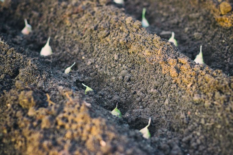 Dlaczego czosnek ozimy przedwcześnie kiełkuje? 