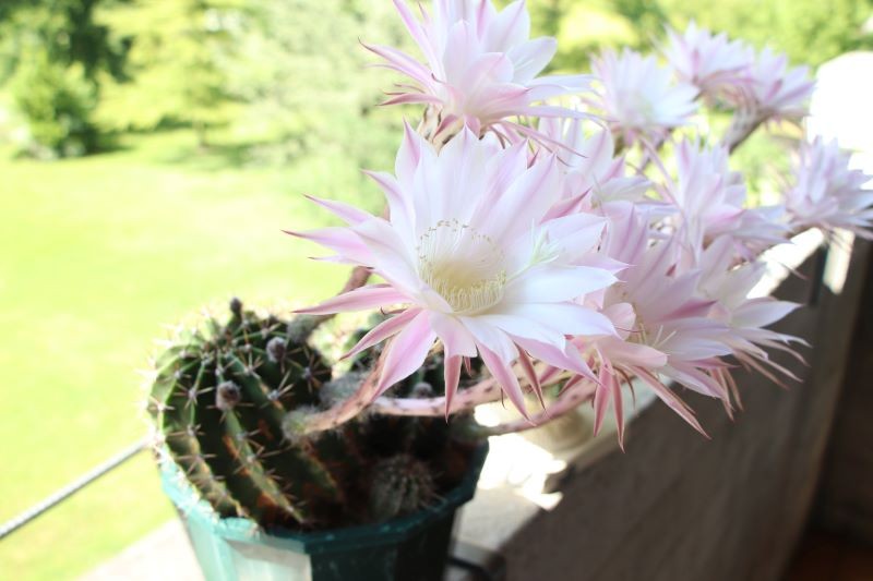Echinopsis Eyriesa musi mieć zapewniony okres spoczynku.