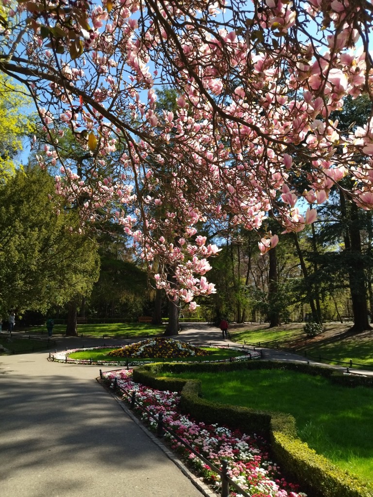 Rośliny, Majówka .................. - ..............i magnoliowy zakątek..................