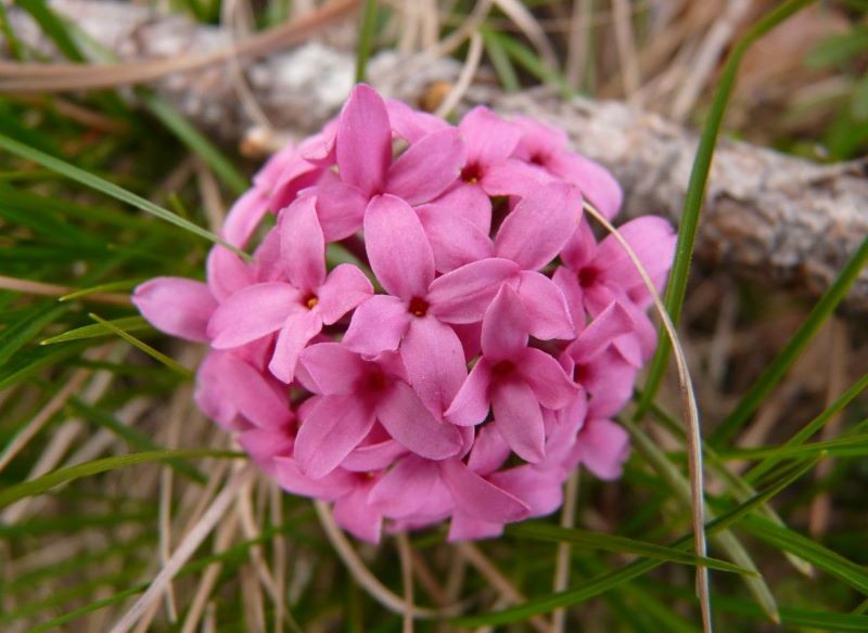Kwiaty wawrzynka główkowego mają przyjemny zapach.