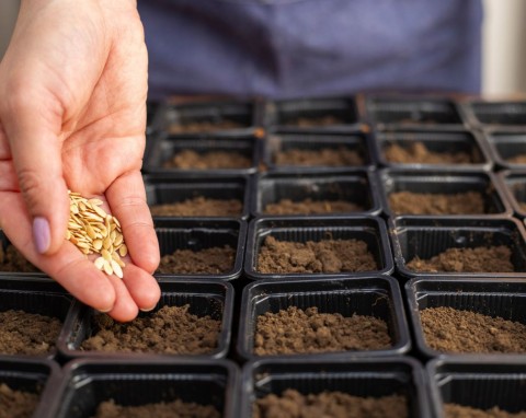 Terminarz siewu warzyw. Najlepsze miesiące na siew ogórków, pomidorów, papryki