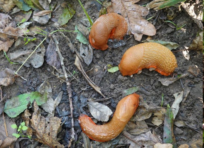Szkody w ogrodzie wyrządzają ślimaki pozbawione skorupy.