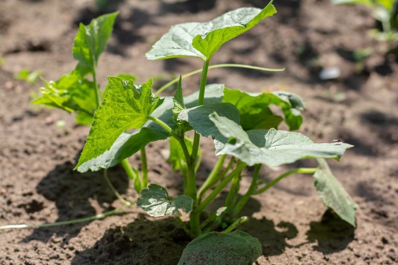 Czym pryskać ogórki od zarazy?