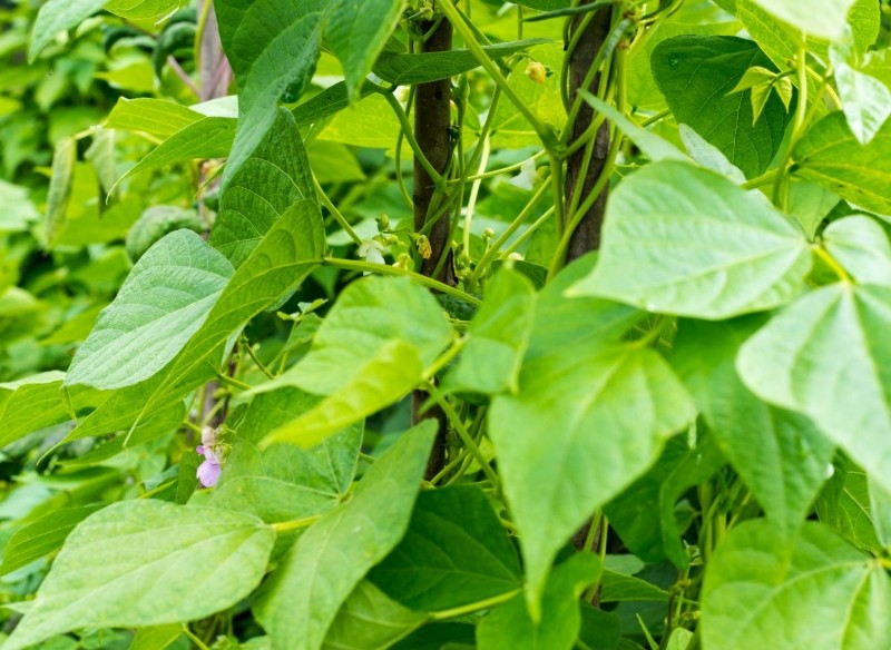 stare odmiany fasoli