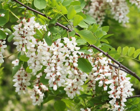Robinia akacjowa – miododajne i pachnące drzewo. Czy warto uprawiać robinię w ogrodzie?
