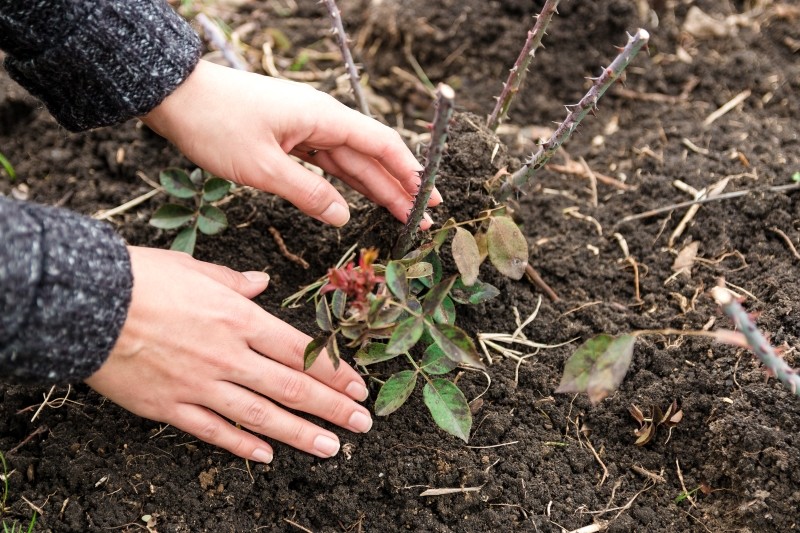wiosenne nawożenie róż