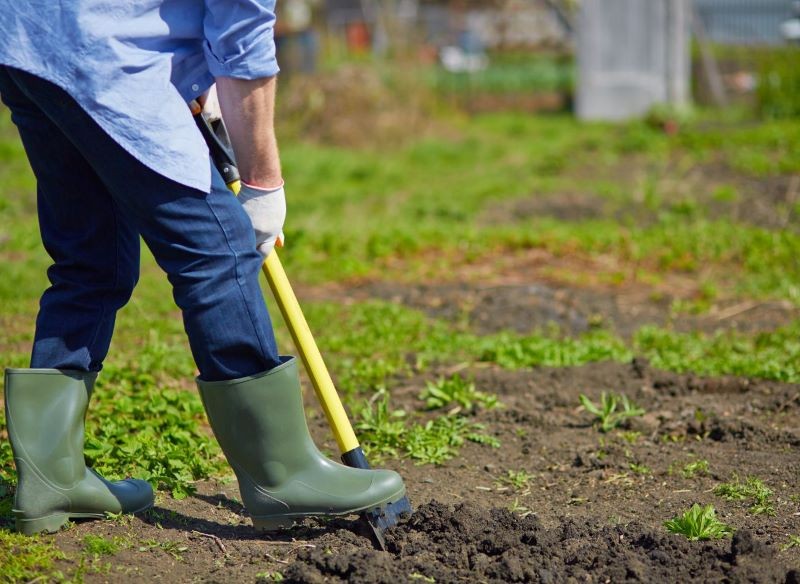 Zanim przesadzimy bylinę, przygotujmy dla niej nowe stanowisko.