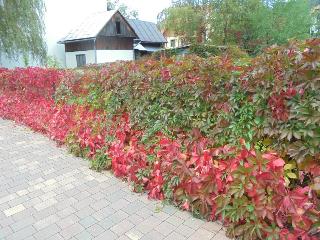 Pozostałe, PIERWSZE  JESIENNE  DNI - I część - PROMENADA NAD GRAJCARKIEM