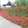 Pozostałe, PIERWSZE  JESIENNE  DNI - I część - PROMENADA NAD GRAJCARKIEM