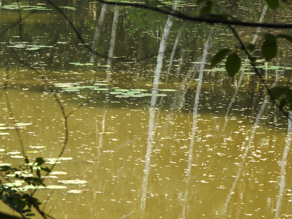 Leśne klimaty, ZWYKŁE I NIEZWYKŁE