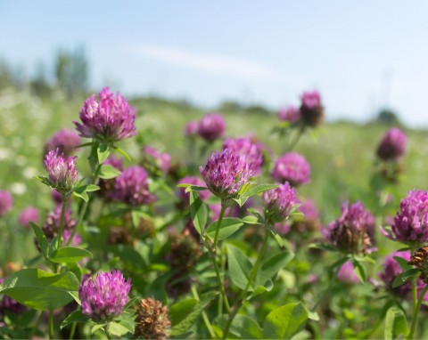 Koniczyna łąkowa (Trifolium pratense)