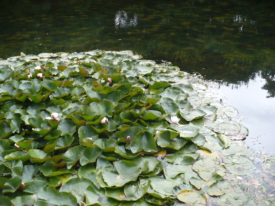 Ogród, Letnie fotki............. - .............i lilie wodne.............