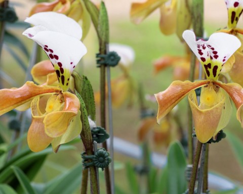 Są mniej kapryśne niż inne storczyki. Kwiaty mają oryginalny kształt i kwitną w zimie