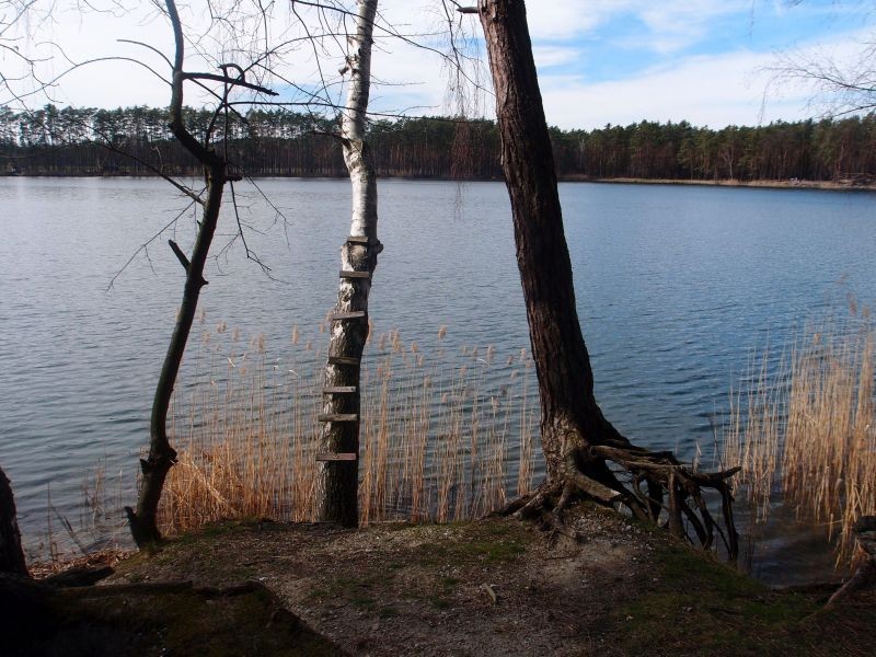 Podróże, Korzenioplastyka z nad jeziora - drabinką na brzozę