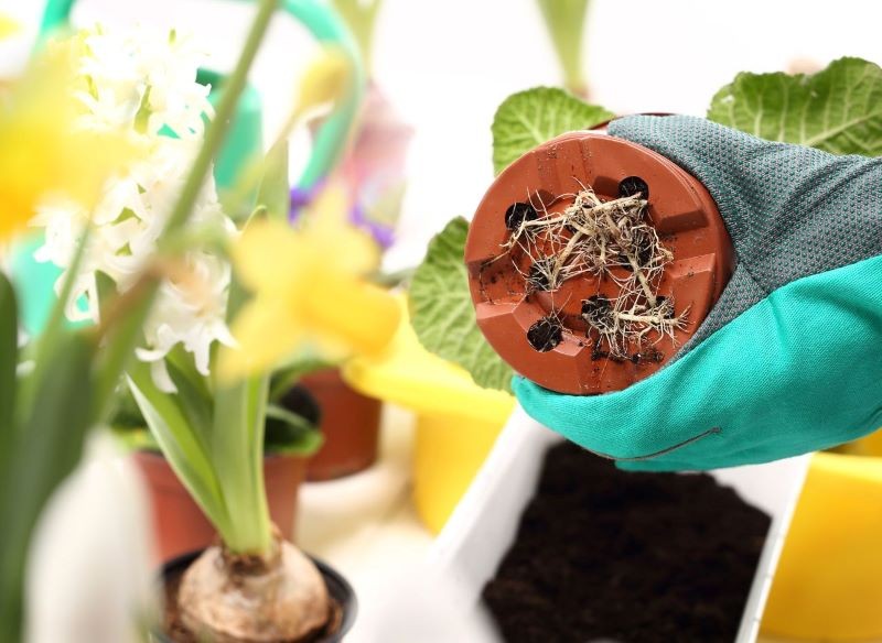 Korzenie rośliny wyrastają z doniczki? Warto je przyciąć.