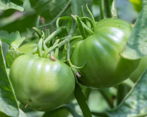 Nawożenie warzyw latem – czego najbardziej potrzebują? Kiedy stosować nawozy organiczne, a kiedy mineralne