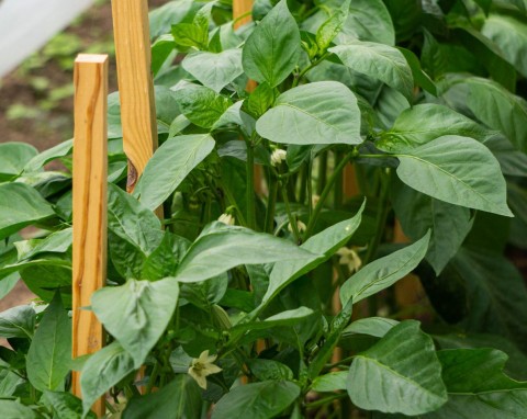 Kurzeniec – najlepsza gnojówka pod pomidory, kapustę i paprykę. Jak ją zrobić i stosować?