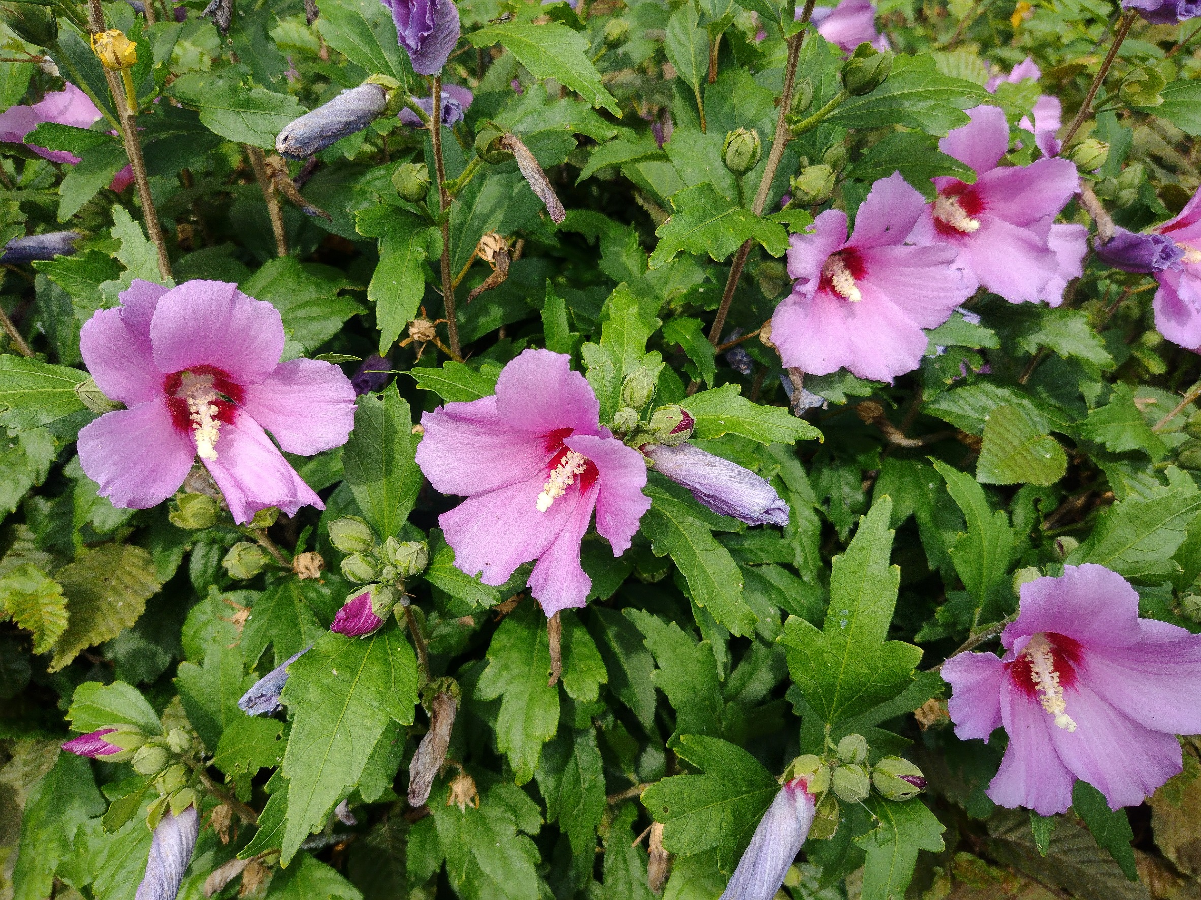  Przygotuj teraz hibiskusa do zimy. Za rok będzie kwitł jeszcze intensywniej