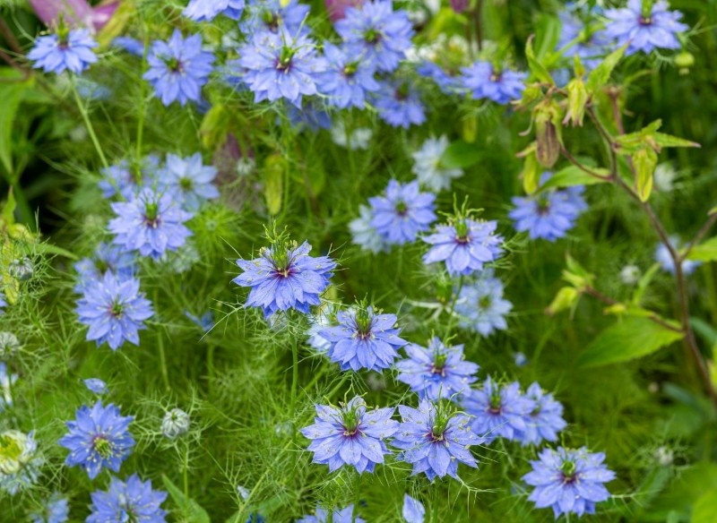 planowanie kwietnego ogrodu