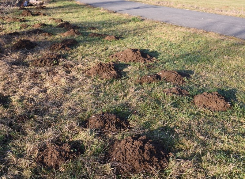 krety i nornice w ogrodzie