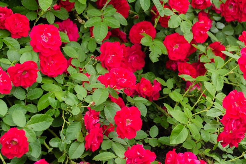 róże okrywowe bezobsługowe