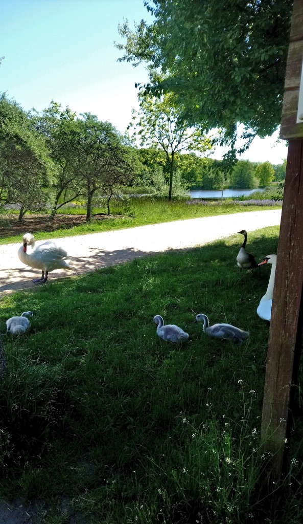 Rośliny, Czerwcowa.................... - ................i rodzinka łabędzi ...............i jeszcze gęś na dodatek................