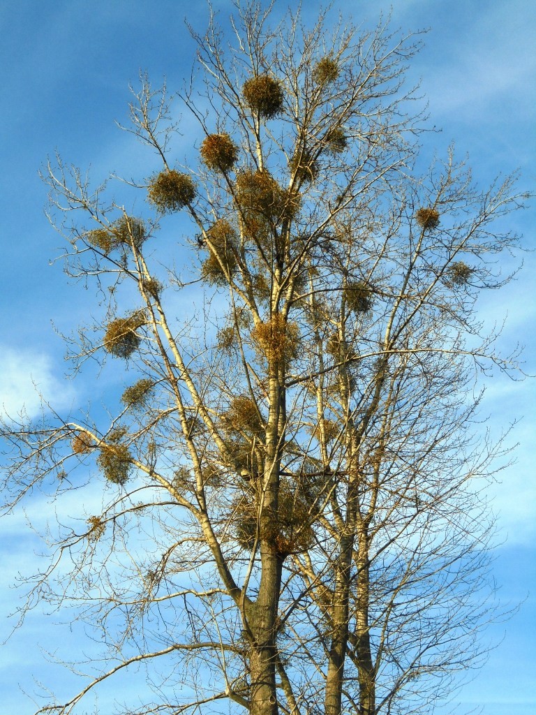 Pozostałe, LUTOWY  DZIEŃ  W  PARKU Mickiewicza - Park Mickiewicza