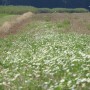 Leśne klimaty, ŚNIADANIE NA LEŚNEJ POLANIE