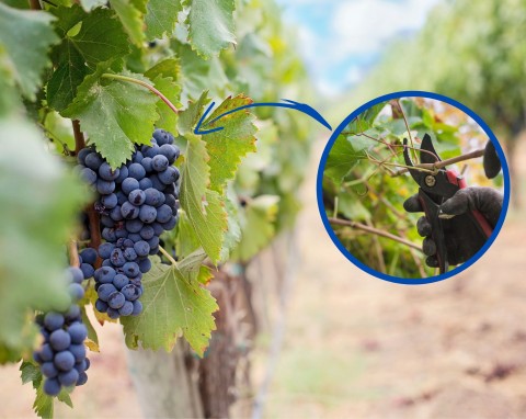 Wiosenne cięcie winorośli – kiedy i jak ciąć winogrona w ogrodzie? Zapewnij sobie obfite plony