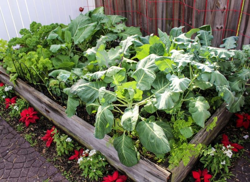 Grządki warstwowe mają wiele zalet.