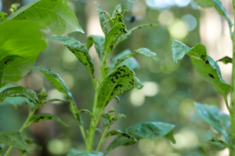 jak się pozbyć mszyc