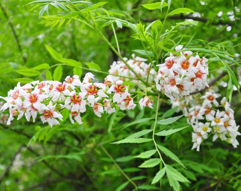 Kasztanek jarzębolistny – kwitnący krzew, który zachwyci kolekcjonerów. Wymaga niewiele