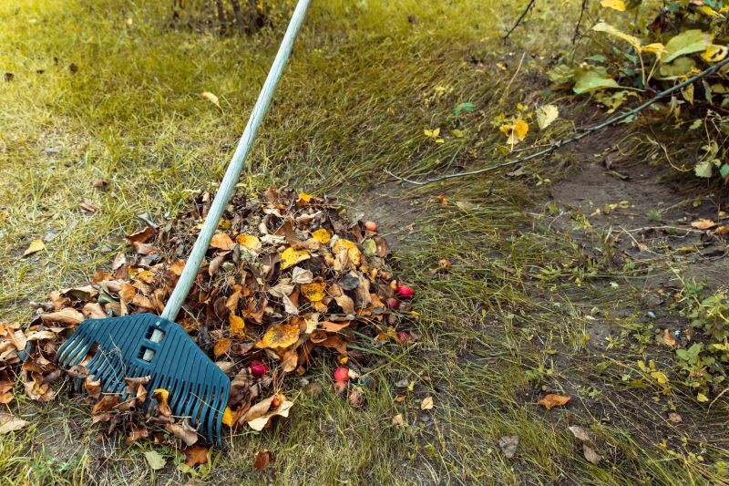 Spod krzewów owocowych warto wygrabić opadłe liście – to łatwy sposób na zabezpieczenie roślin przed chorobami i szkodnikami.