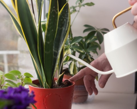 Czego potrzebuje sansewieria, aby szybko rosła? Woda po gotowaniu sprawi, że wypuści liść za liściem