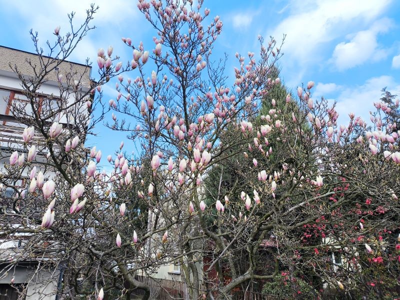 Jak nakłonić magnolię do kwitnienia?