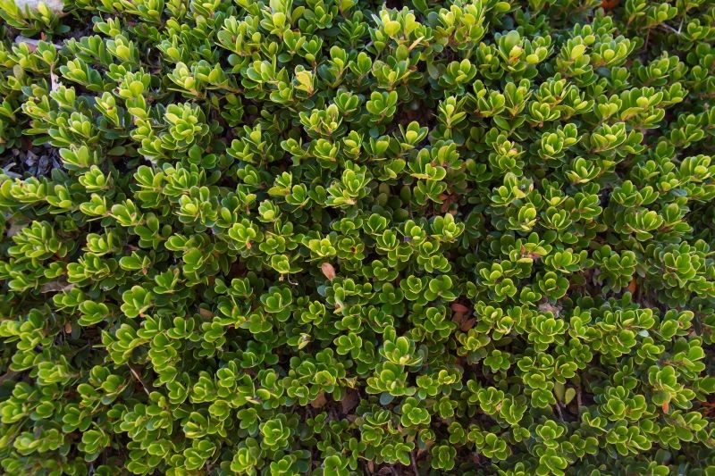 Liście mącznicy lekarskiej są surowcem zielarskim.