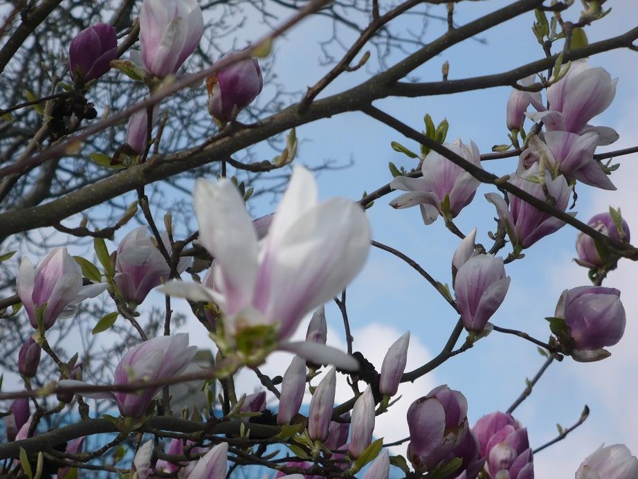 Pozostałe, W maju jak w gaju................czyli wiosenne wariacje w parku - ..............i kwiaty magnolii...........