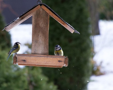 Czyszczenie karmnika dla ptaków. Dlaczego trzeba to robić i jak często?