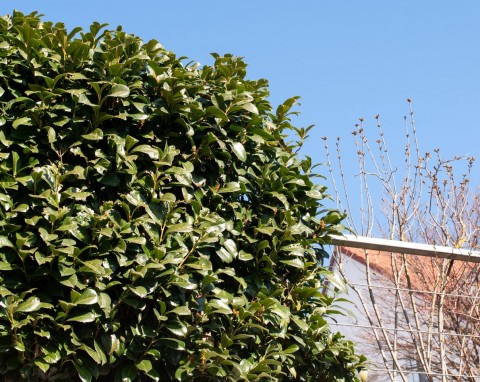 Jest równie popularna jak tuja, a do tego kwitnie i wygląda elegancko. Hit wśród roślin na żywopłot