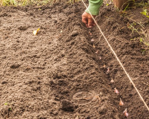 Wypróbuj nietypowy sposób na sadzenie czosnku ozimego. Wiosną zawiążą się dorodne, aromatyczne i zdrowe główki