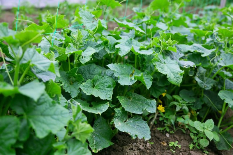 Jak dbać o ogórki w sierpniu? Podlewanie i nawożenie to podstawa.