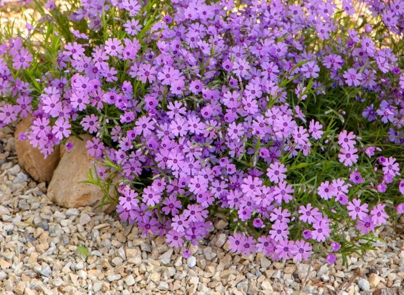 Odmładzanie floksów warto przeprowadzać co kilka lat.