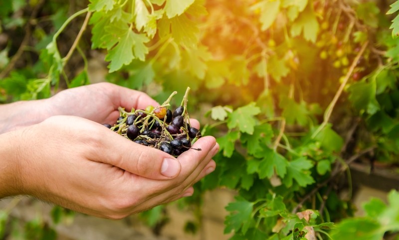 czym nawozić czarną porzeczkę